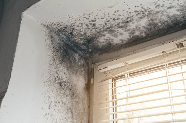 Affordable Attic Mold Remediation solutions in Fairplay, GA